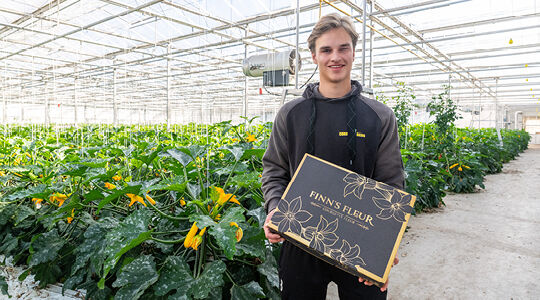 Premium packaging for courgette flowers destined for customers around the world